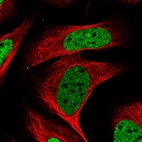 Immunofluorescent staining of human cell line U-2 OS shows localization to nucleoplasm.