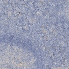 Immunohistochemical staining of human lymph node shows no positivity in non-germinal center cells as expected.