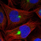 Immunofluorescent staining of human cell line U-2 OS shows positivity in intermediate filaments & aggresome.