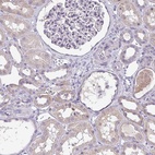 Immunohistochemical staining of human kidney shows low expression as expected.
