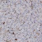 Immunohistochemical staining of human pancreas shows moderate to strong membranous positivity in endothelial cells.