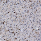 Immunohistochemical staining of human pancreas shows moderate to strong membranous positivity in endothelial cells.