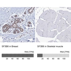 Anti-SF3B6 Antibody