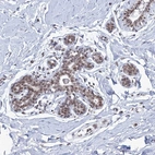 Immunohistochemical staining of human breast shows moderate nuclear positivity in glandular cells.
