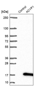 Western blot analysis in control (vector only transfected HEK293T lysate) and ACYP1 over-expression lysate (Co-expressed with a C-terminal myc-DDK tag (~3.1 kDa) in mammalian HEK293T cells, LY420125).
