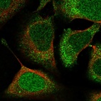 Immunofluorescent staining of human cell line U-2 OS shows localization to nucleus & cytosol.