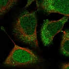 Immunofluorescent staining of human cell line U-2 OS shows localization to nucleus & cytosol.