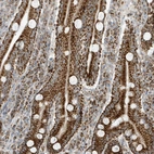 Immunohistochemical staining of human duodenum shows strong cytoplasmic granular positivity in glandular cells.