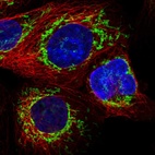 Immunofluorescent staining of human cell line A-431 shows localization to mitochondria.