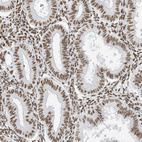 Anti-STAG1 Antibody