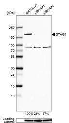 Anti-STAG1 Antibody