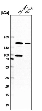 Western blot analysis in mouse cell line NIH-3T3 and rat cell line NBT-II.