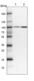 Lane 1: NIH-3T3 cell lysate (Mouse embryonic fibroblast cells)_br/_Lane 2: NBT-II cell lysate (Rat Wistar bladder tumour cells)