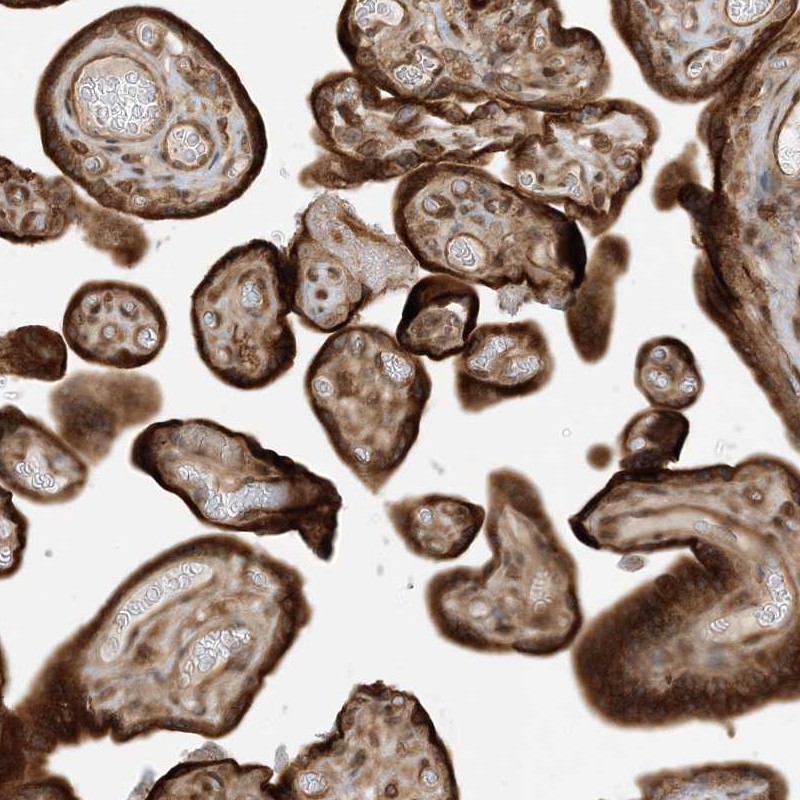 Anti-SCARF2 Antibody