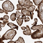 Anti-SCARF2 Antibody