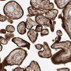 Anti-SCARF2 Antibody