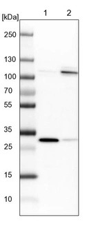 Lane 1: NIH-3T3 cell lysate (Mouse embryonic fibroblast cells)_br/_Lane 2: NBT-II cell lysate (Rat Wistar bladder tumour cells)
