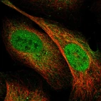 Immunofluorescent staining of human cell line U-2 OS shows localization to nucleoplasm & cytosol.