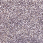 Immunohistochemical staining of human tonsil shows moderate nuclear positivity in non-germinal center cells.