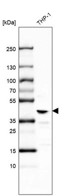 Western blot analysis in human cell line THP-1.