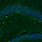 Immunofluorescence staining of mouse hippocampus shows immunoreactivity in a subset of neurons in the polymorph layer.