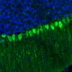 Immunofluorescence staining of mouse cerebellum shows strong immunoreactivity in Purkinje cells.
