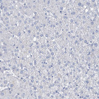 Anti-SGO2 Antibody