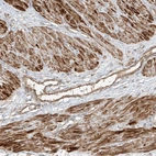 Anti-ANKZF1 Antibody
