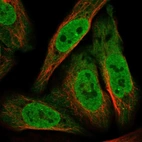 Immunofluorescent staining of human cell line U-2 OS shows localization to nucleoplasm, nuclear bodies & cytosol.