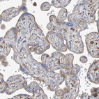 Immunohistochemical staining of human placenta shows moderate membranous positivity in trophoblastic cells.