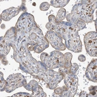 Immunohistochemical staining of human placenta shows moderate membranous positivity in trophoblastic cells.