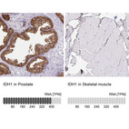 Anti-IDH1 Antibody