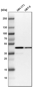 Western blot analysis in mouse cell line NIH-3T3 and rat cell line NBT-II.