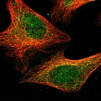 Immunofluorescent staining of human cell line U-2 OS shows localization to nucleoplasm & cytosol.
