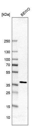 Western blot analysis in human cell line BEWO.