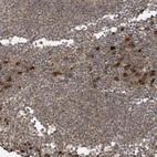 Anti-STX10 Antibody