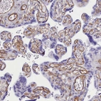 Immunohistochemical staining of human placenta shows strong membranous positivity in endothelial cells.