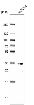 Western blot analysis in human cell line MOLT-4.