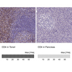 Anti-CD4 Antibody