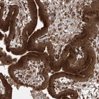 Anti-PGPEP1 Antibody