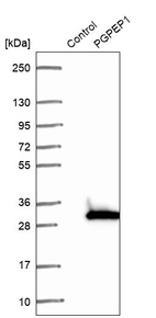 Western blot analysis in control (vector only transfected HEK293T lysate) and PGPEP1 over-expression lysate (Co-expressed with a C-terminal myc-DDK tag (~3.1 kDa) in mammalian HEK293T cells, LY413619).