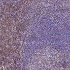 Anti-CD4 Antibody