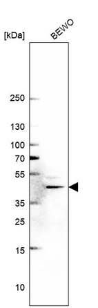 Western blot analysis in human cell line BEWO.