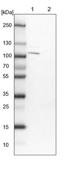 Lane 1: NIH-3T3 cell lysate (Mouse embryonic fibroblast cells)_br/_Lane 2: NBT-II cell lysate (Rat Wistar bladder tumour cells)