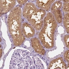 Immunohistochemical staining of human kidney shows high expression.