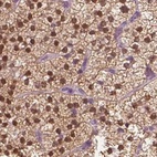 Immunohistochemical staining of human adrenal gland using Anti-GALM antibody HPA035472.