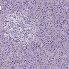 Immunohistochemical staining of human pancreas shows no positivity in either islets of Langerhans or exocrine glandular cells as expected.