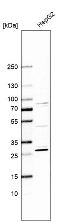 Western blot analysis in human cell line HepG2.