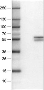 Lane 1: Marker [kDa]_br/_Lane 2: Negative control (vector only transfected HEK293T_br/_Lane 3: CD4 Over-expression Lysate (Co-expressed with a C-terminal myc-DDK tag (~3.1 kDa) in mammalian HEK293T cells, LY400209)