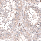 Immunohistochemical staining of human testis shows only weak positivity in cells in seminiferous ducts as expected.